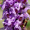 Moorland Spotted Orchid