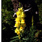 Butter-and-Eggs (Common Toadflax)