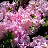 Rhododendron: Soft Pink