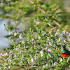 Greater Double-collared Sunbird