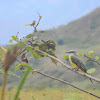 pitogüé - tropical kingbird