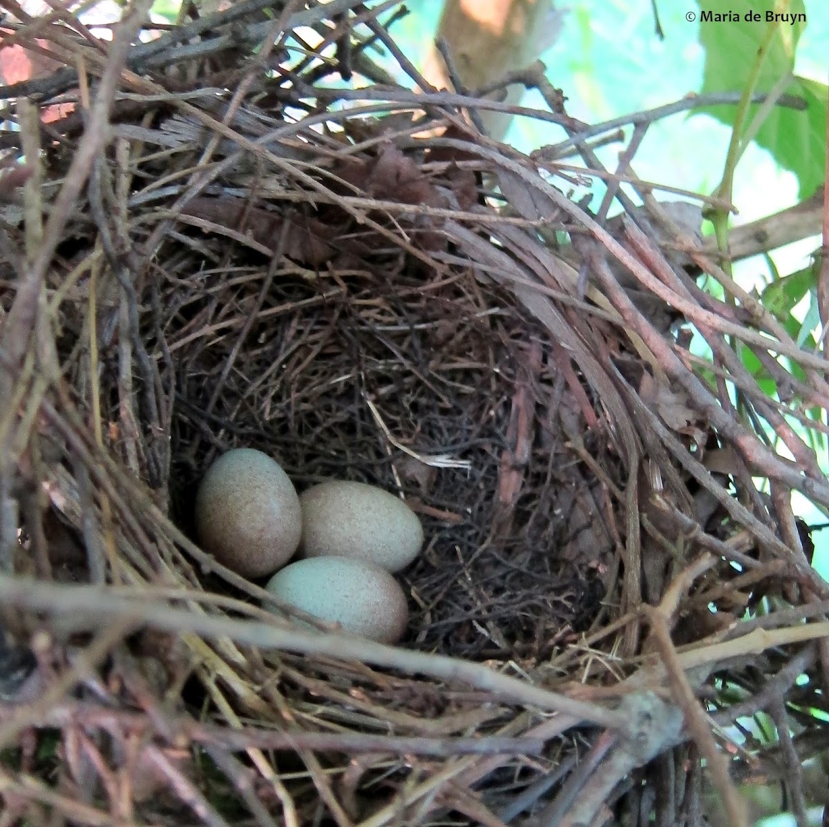 Brown thrasher, nest and eggs