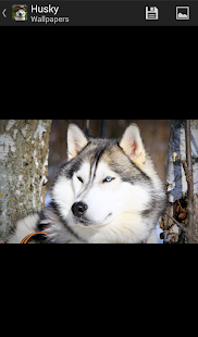 How to get Husky - HD Wallpapers 1.0.2 apk for laptop