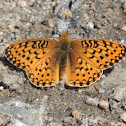 Coronis Fritillary