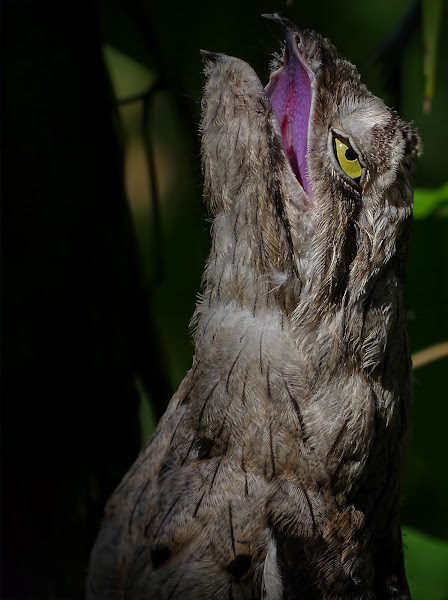 Common Potoo Project Noah