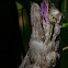 Common Potoo