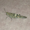 Pallid-winged Grasshopper - female