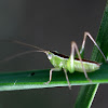 grasshopper