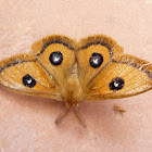 Tau emperor moth