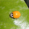 Yellow Spotless Ladybug