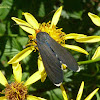 Ctenucha moth