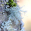 Usnea sp.