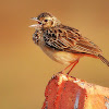 Indian Bush Lark or Red-winged Bushlark