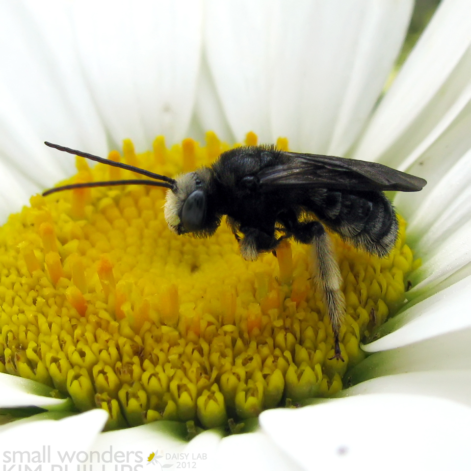 Long-horned Bee - male