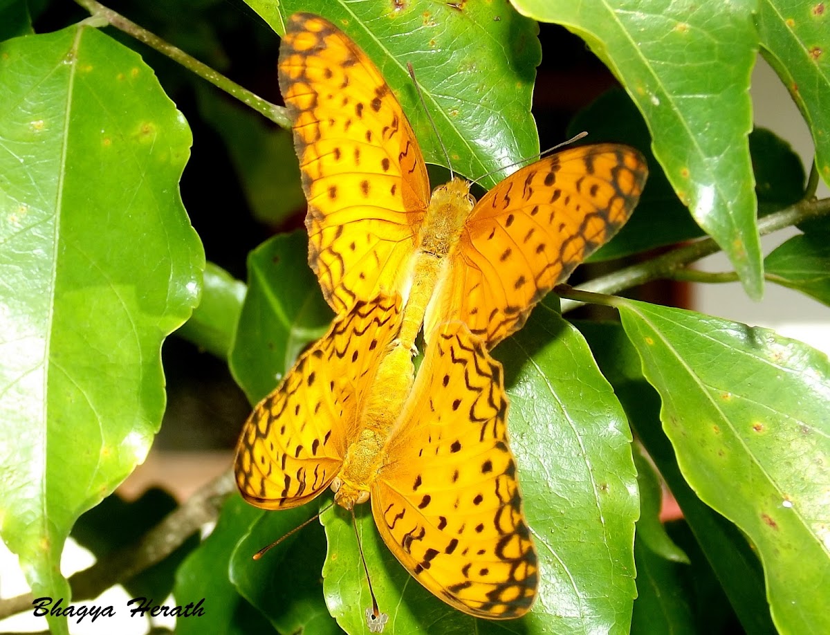 Common Leopard butterfly