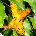 Common Leopard butterfly