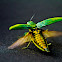 jewel beetle