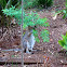 RedNecked Wallaby (Male)