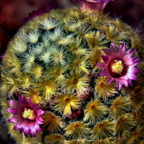 by Roxana McRoberts - Flowers Flowers in the Wild