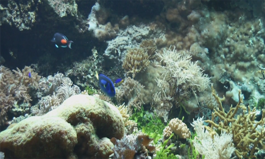 Aquarium Videos Screenshots 8
