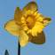 Daffodils