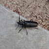 Palo Verde Beetle