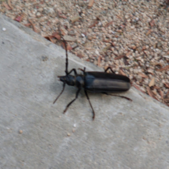 Palo Verde Beetle Project Noah