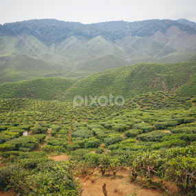 Cameron Highland Tea Plantation by Izwan Azman - Landscapes Mountains & Hills