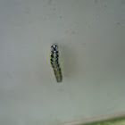 Large white catterpillar