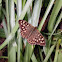 Speckled wood butterfly