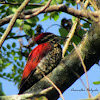 crimson-backed woodpecker
