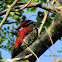crimson-backed woodpecker
