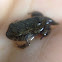 Fowler's Toad, toadlet