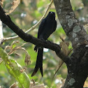 Black drongo