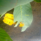 Leaf Bug