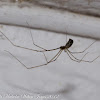 Daddy-long-legs Cellar Spider