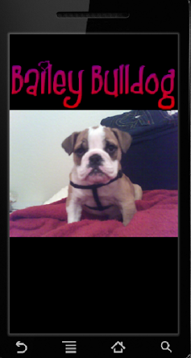 【免費娛樂App】Bailey Bulldog Pictures-APP點子