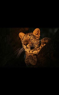 How to mod HD Photo Spot Light LWP 1.02 unlimited apk for laptop