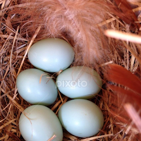 Preety with Feathers by Karin Pelton - Animals Birds
