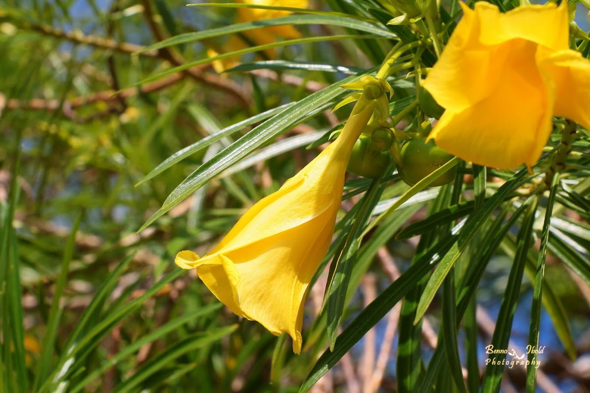 Lucky Bean, Lucky Nut, Trumpet Flower, Yellow Oleander