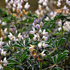 Lupinus angustifolius