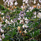 Lupinus angustifolius