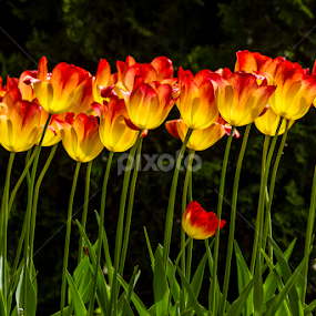 Tulip by Abdelmoumen Taoutaou - Flowers Flower Gardens