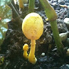 Unknown fungi