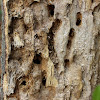 Carpenter ant nest