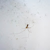 Cellar spider or Skull spider with its brood