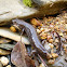 Dusky Salamander