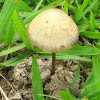 Mushroom Panaeolus