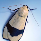 Acrtiid Moth