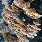 Bracket fungus 